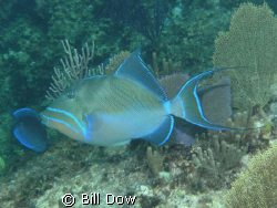 Queen Triggerfish North Shore Provodenciales.  Been tryng... by Bill Dow 